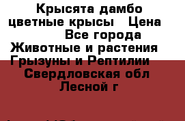 Крысята дамбо цветные крысы › Цена ­ 250 - Все города Животные и растения » Грызуны и Рептилии   . Свердловская обл.,Лесной г.